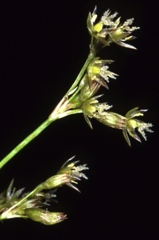 #3 Jun 98 N11_mod21.jpg